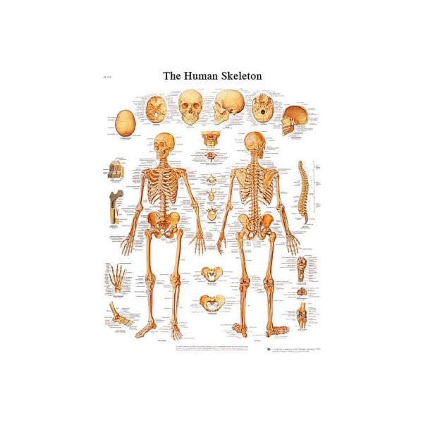 3B Anatomical Chart - Skeleton, Laminated